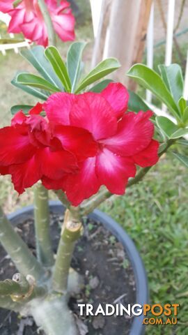 Desert Rose - Double