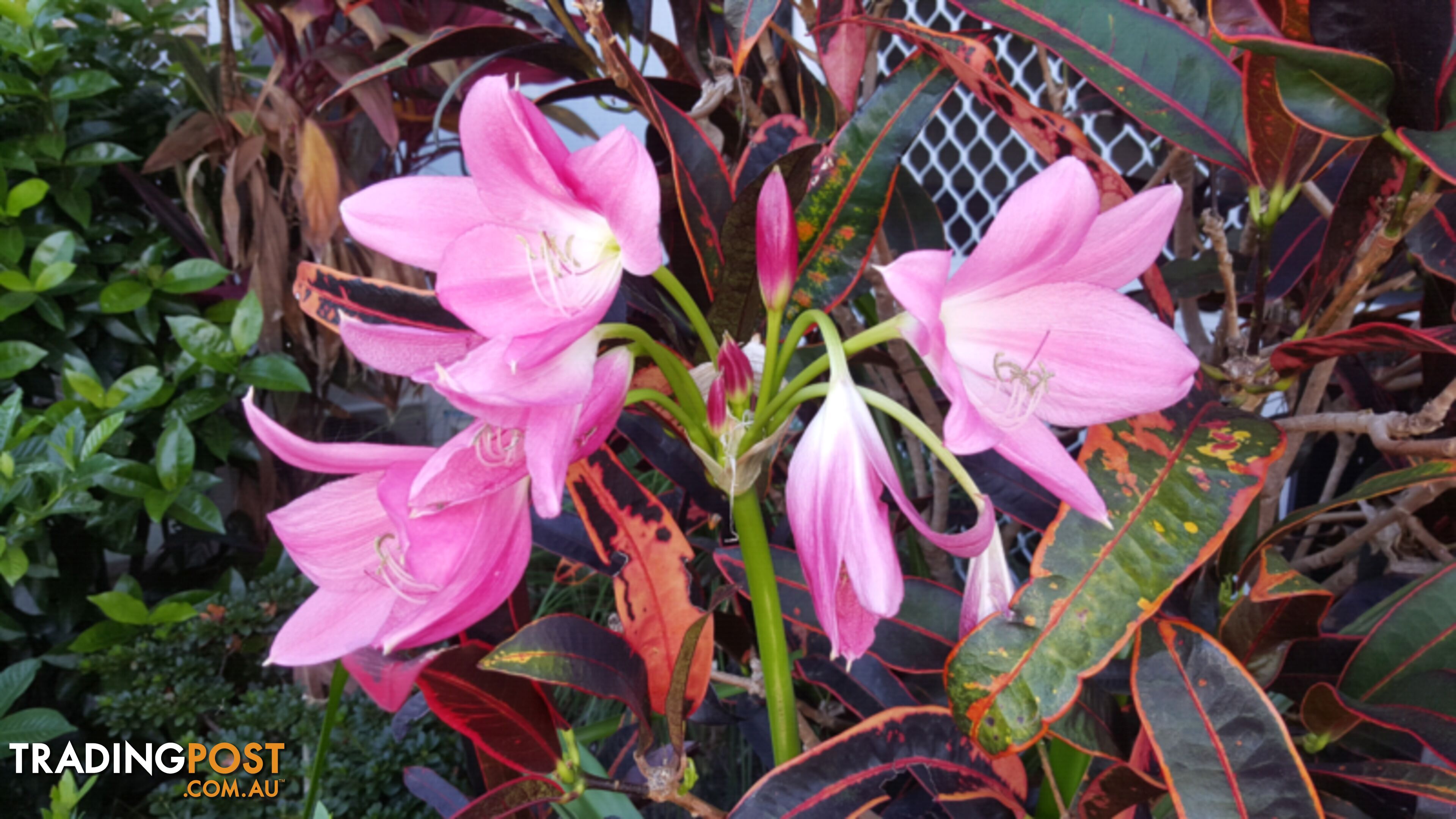 Crinum Lilly