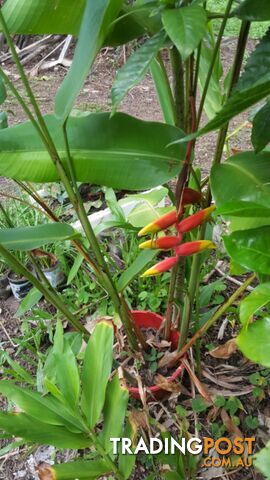 Crab Ginger Plants - photo 2 of 2