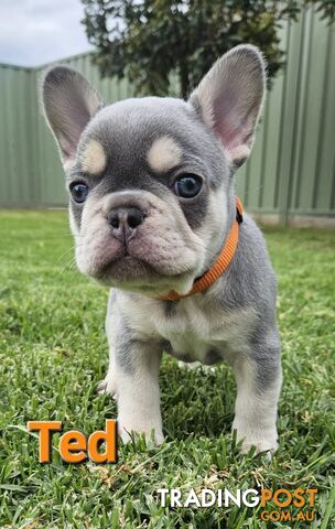 French Bulldog Puppies