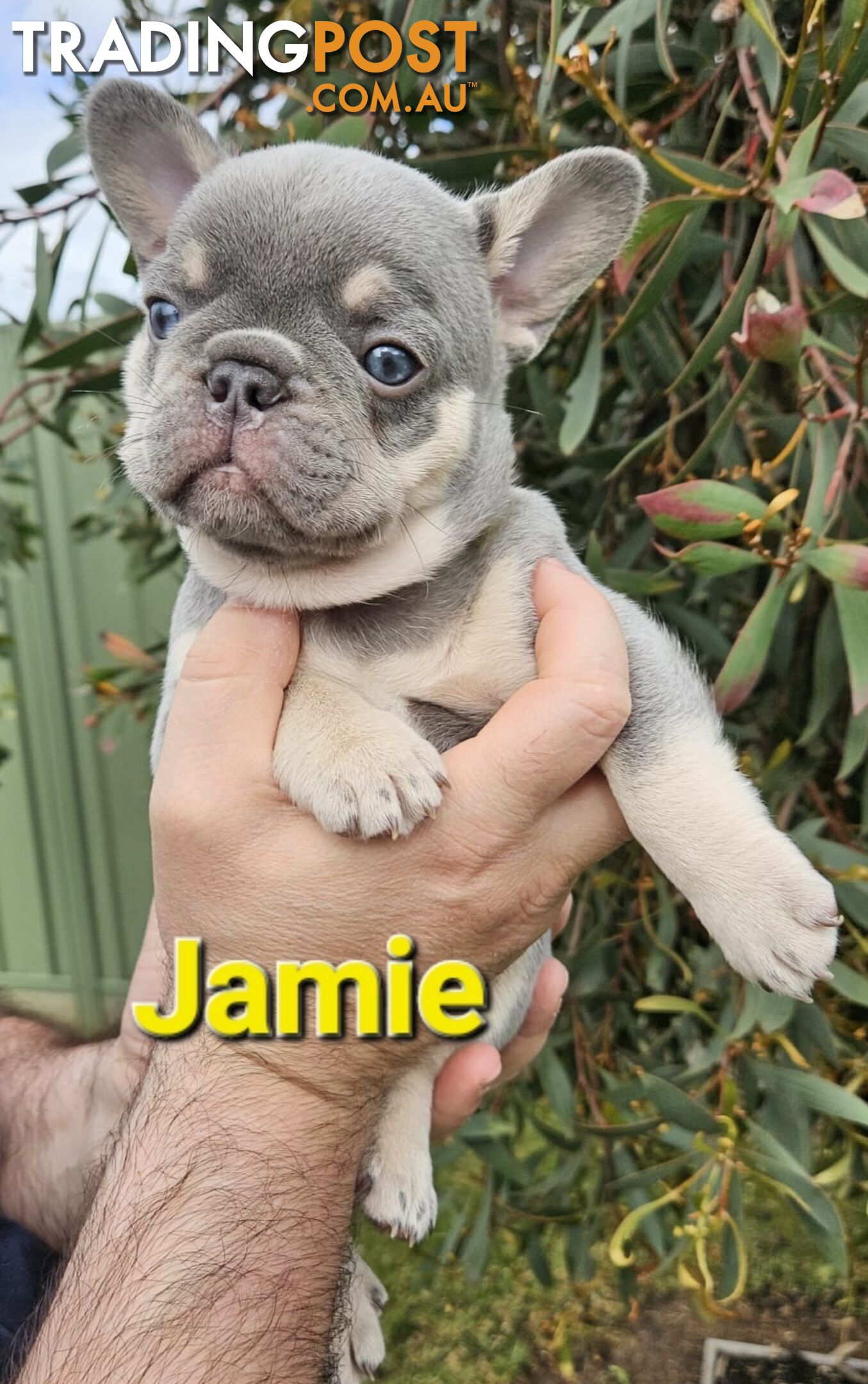 French Bulldog Puppies