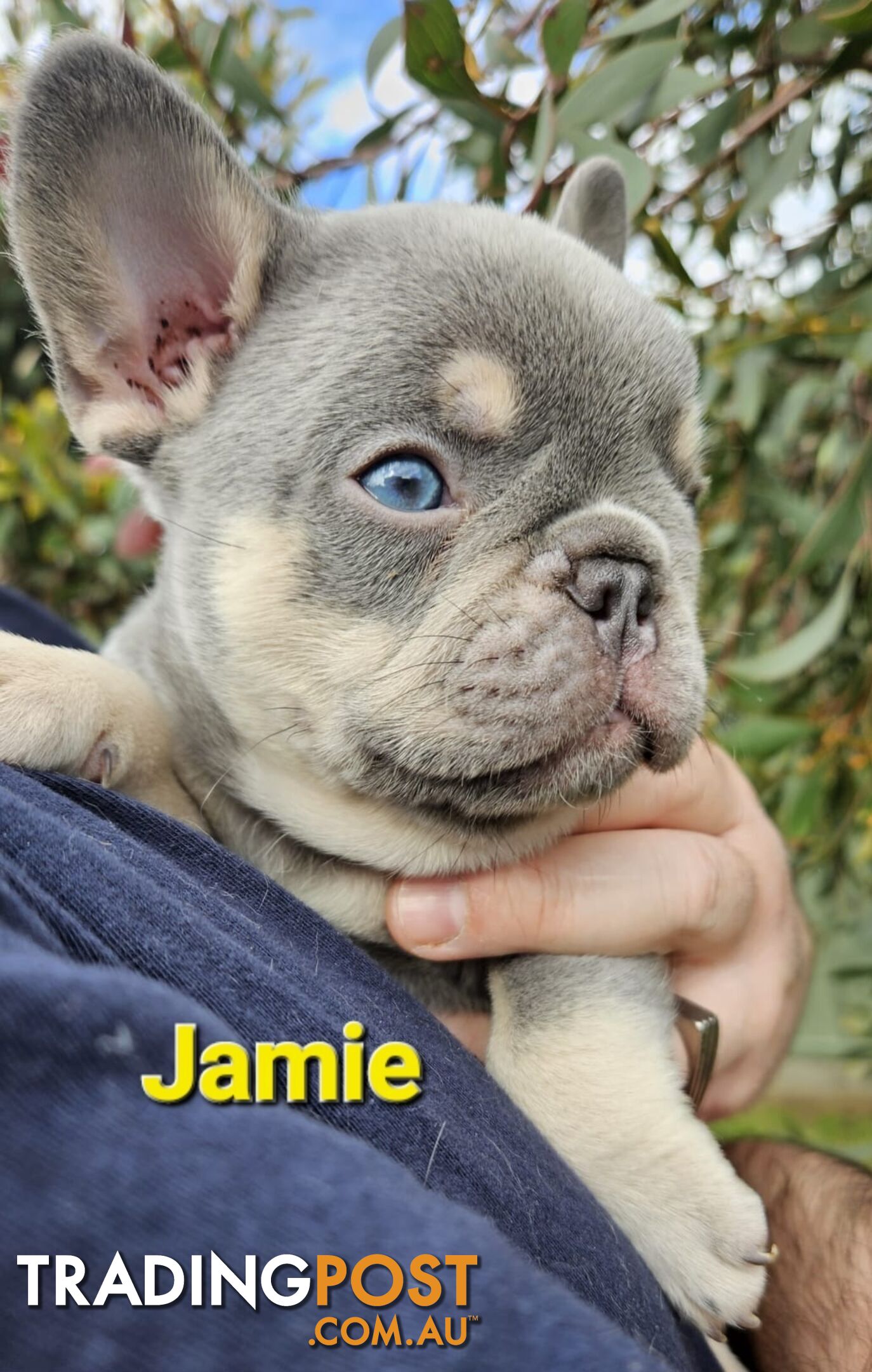 French Bulldog Puppies