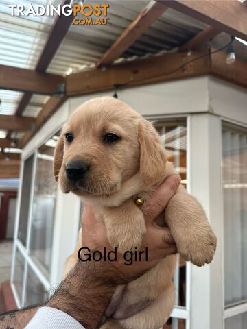 Golden retriever x Labrador
