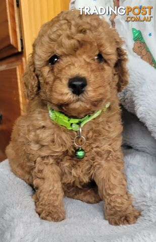 Toy poodle puppies