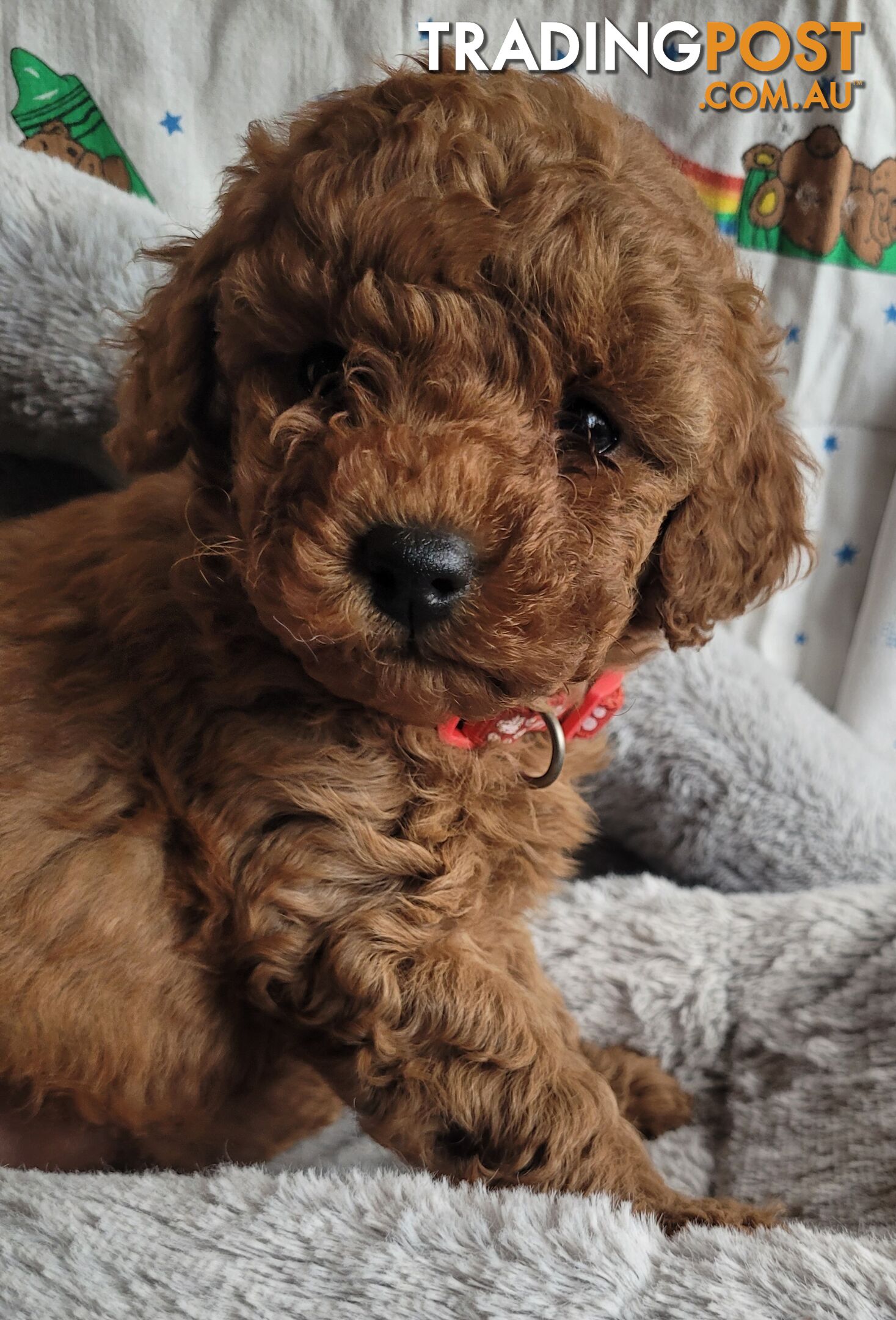 Toy poodle puppies