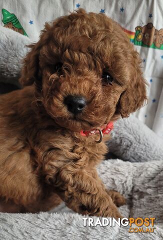 Toy poodle puppies