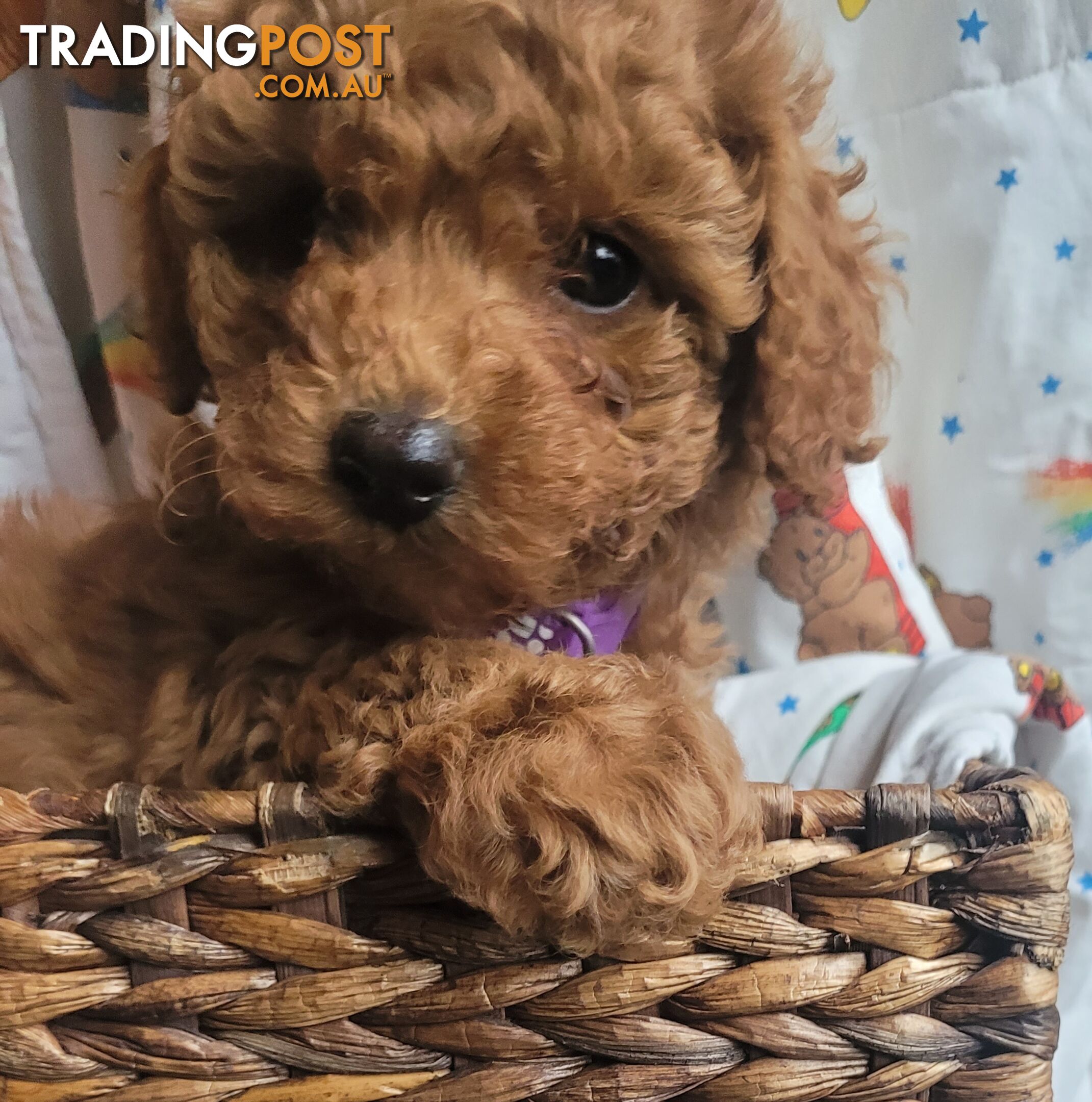 Toy poodle puppies