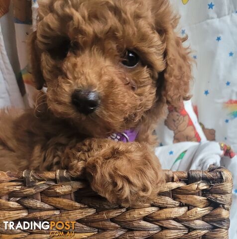 Toy poodle puppies