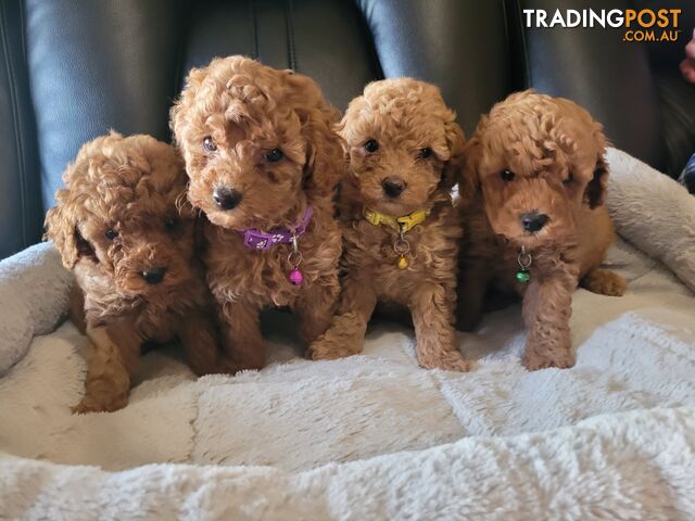 Toy poodle puppies