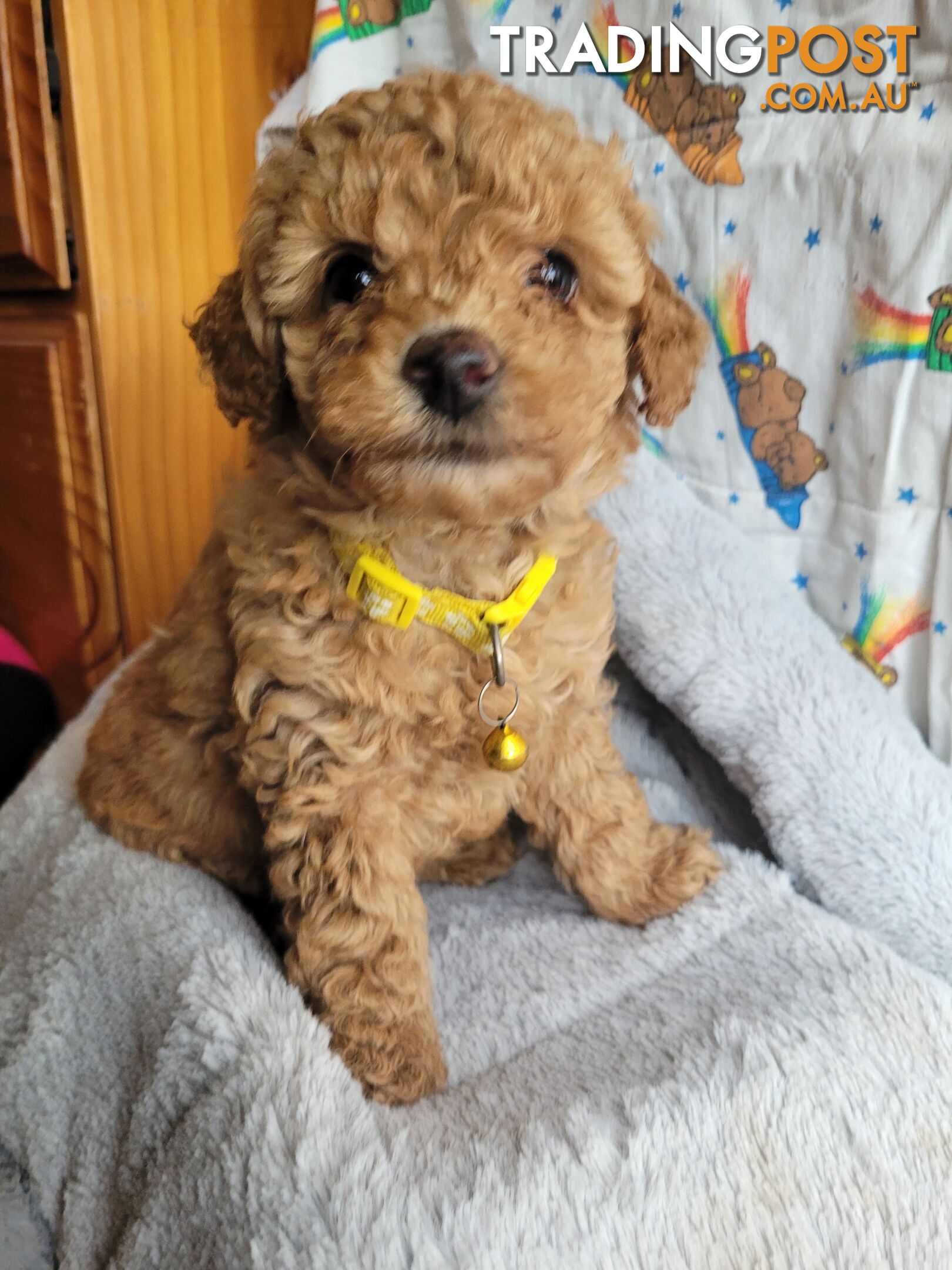 Toy poodle puppies