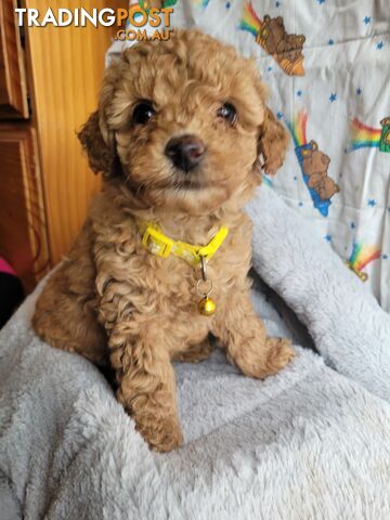 Toy poodle puppies