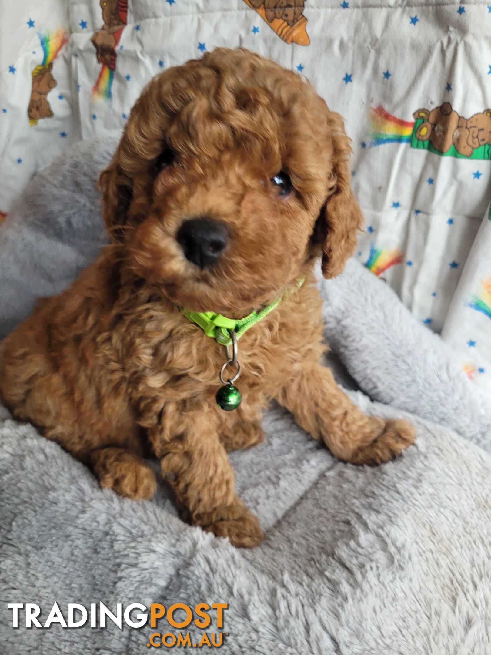 Toy poodle puppies