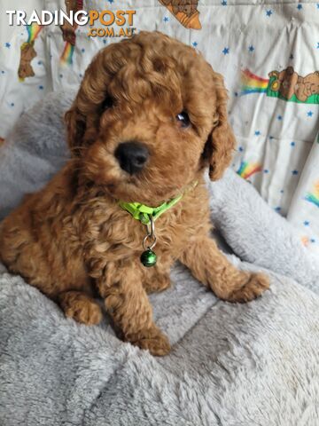 Toy poodle puppies