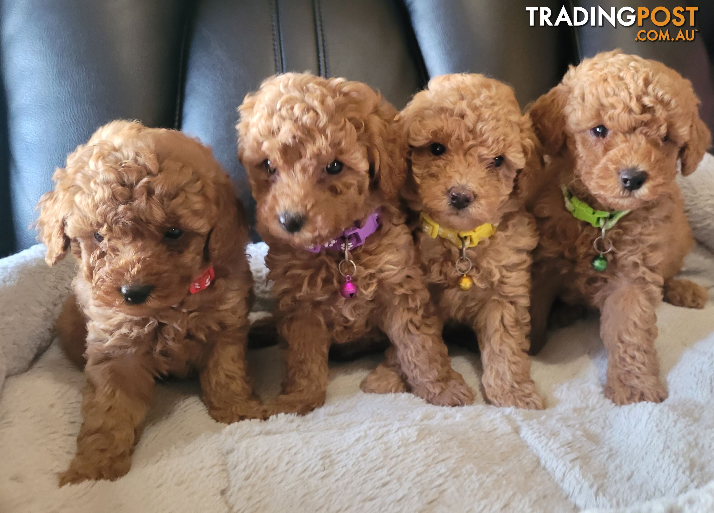 Toy poodle puppies