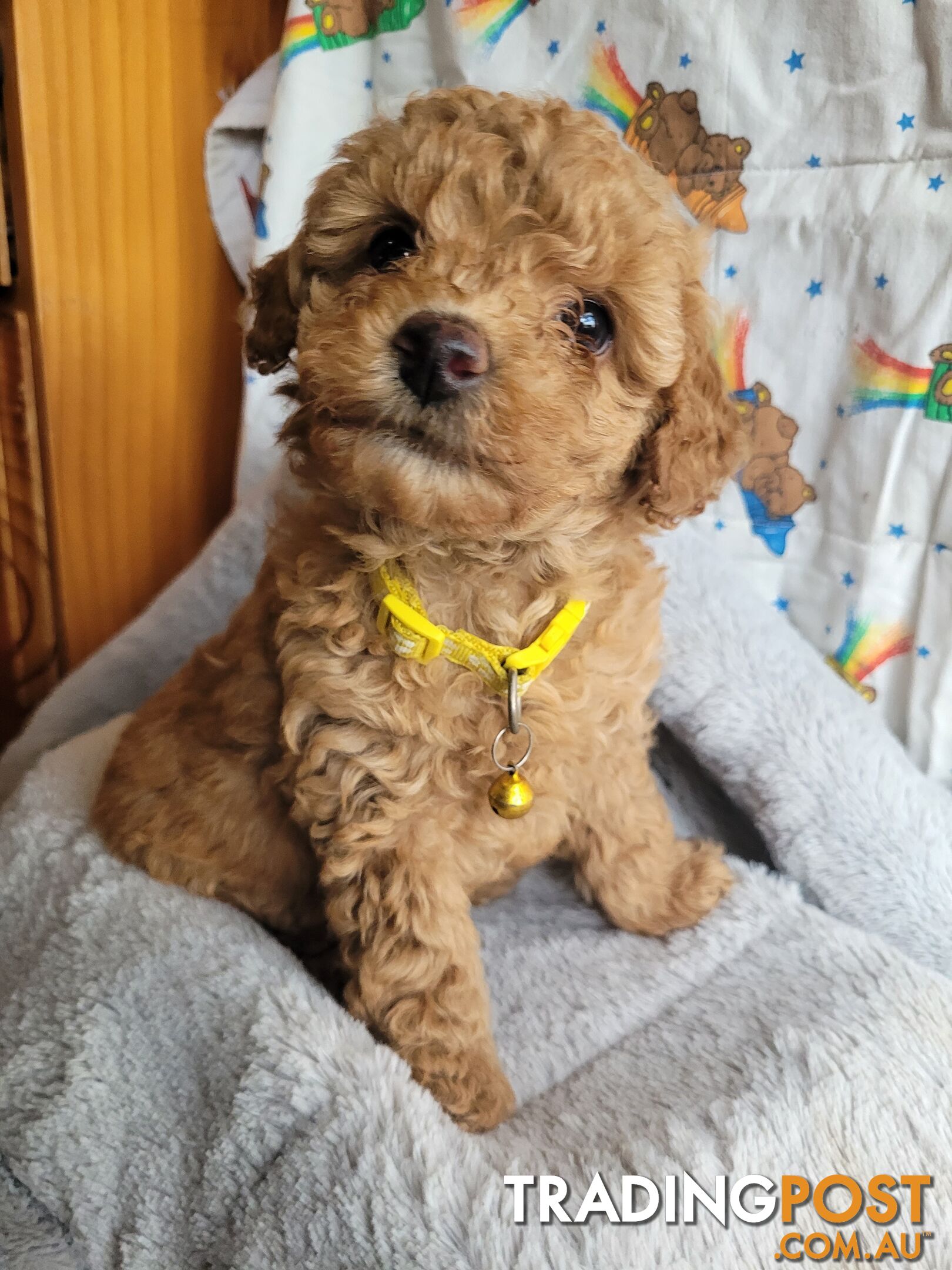 Toy poodle puppies