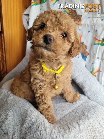 Toy poodle puppies