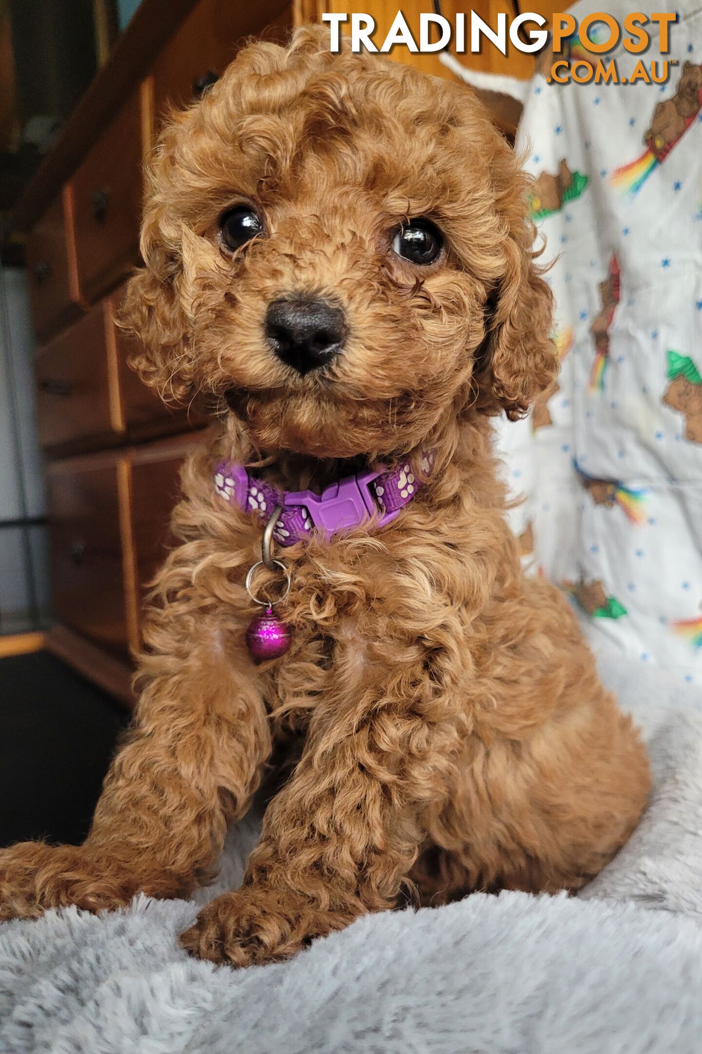 Toy poodle puppies