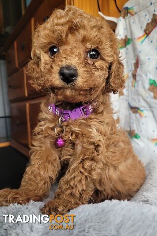 Toy poodle puppies