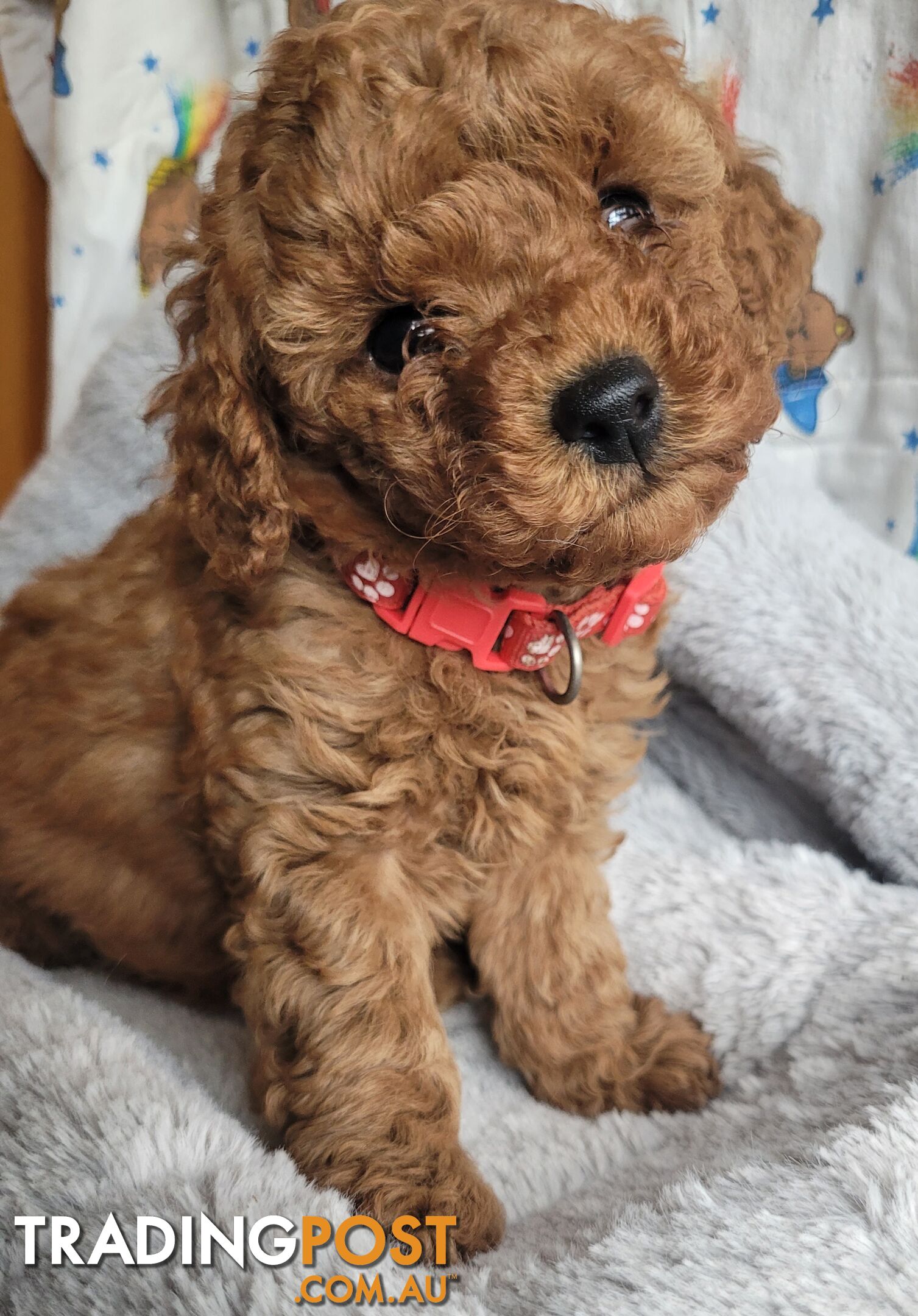 Toy poodle puppies