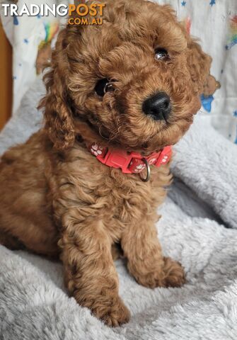 Toy poodle puppies