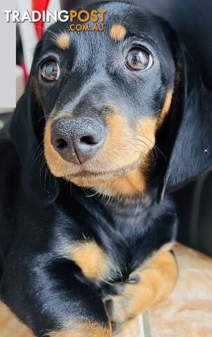 Gorgeous Females Dachshund Ready for a new home