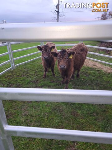 Twin poll highland x angus cows