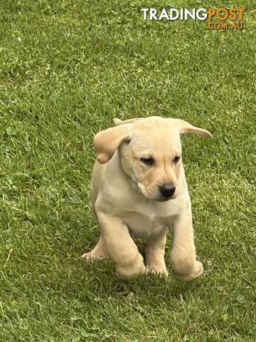 Labrador pups