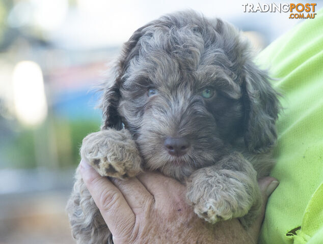 Labradoodle x Bordoodle pups - ready 15 December