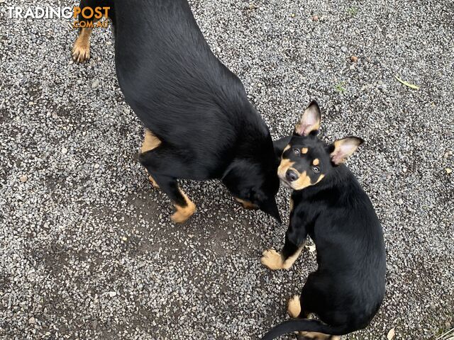 Kelpie puppies
