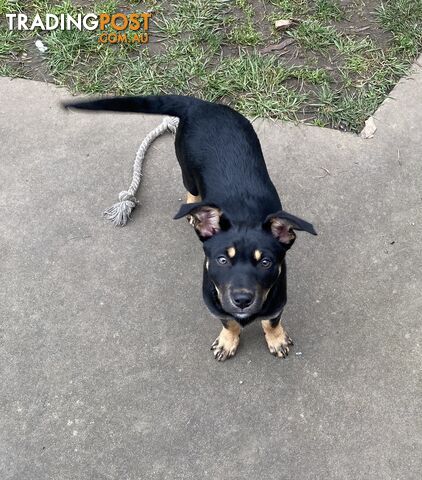 Kelpie puppies - photo 2 of 3