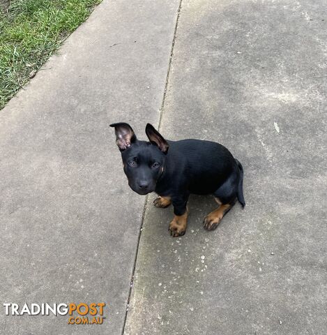 Kelpie puppies - photo 3 of 3