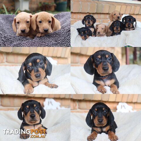 Purebred Miniature Dachshund Puppies