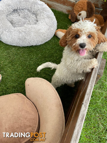 Stunning Blenheim Cavoodle Female Puppy is looking for a loving home