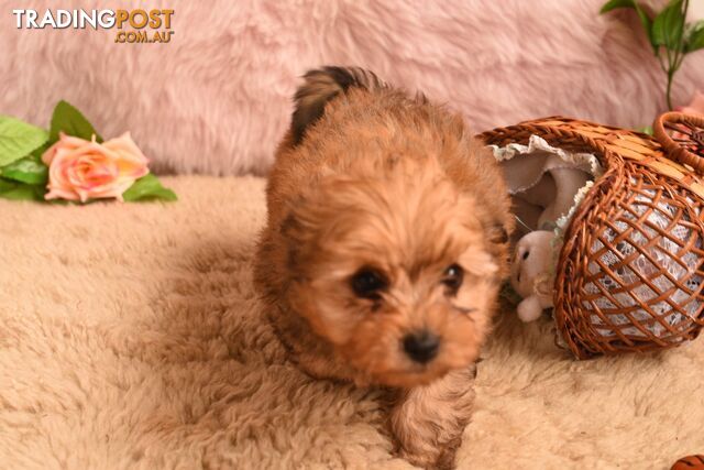 Female Toy Pomapoo (Pomeranian x Toy Poodle)