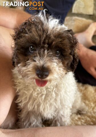 Toy Poodle x French Poodle (Bichon)