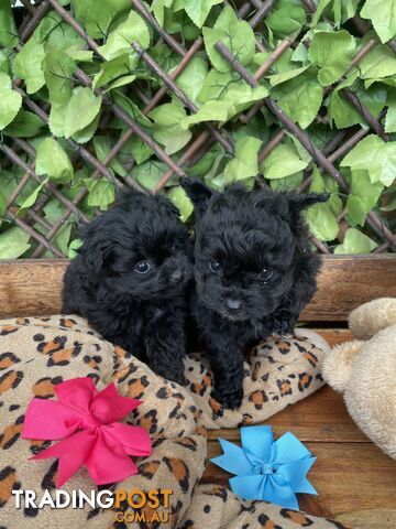 Pomapoo puppies ready for their forever homes 
