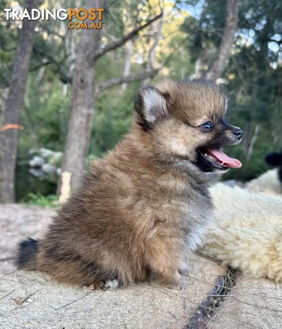 Miniature Teacup Pomeranian