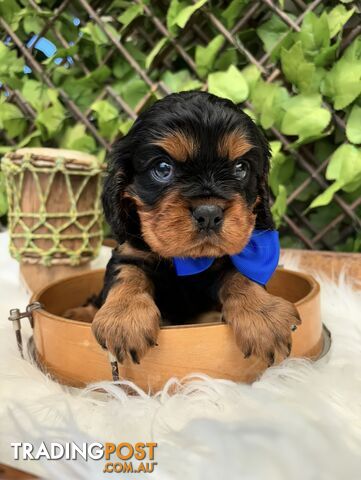 Pure Bred Cavaliar King Charles Spaniel puppies available 