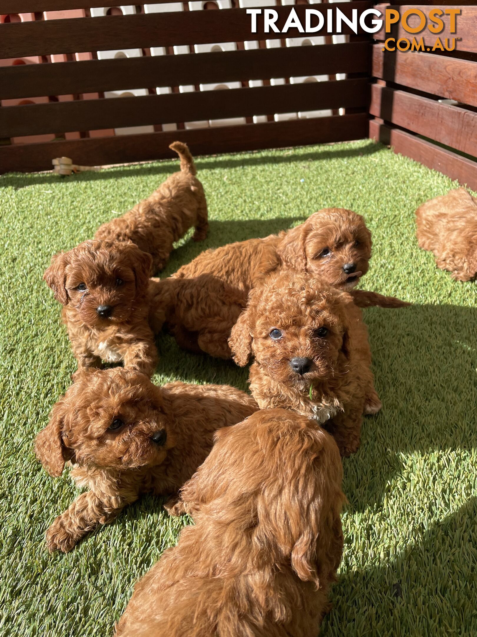 Toy Cavoodle puppies looking for their forever home