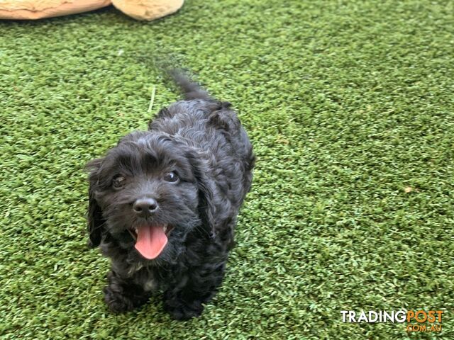 Super cute Black & White Spoodle Puppies Females looking for loving homes!