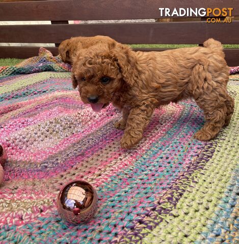 Toy Cavoodle Baby Boy