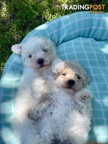 Stunning White Toy Shoodle Puppies 