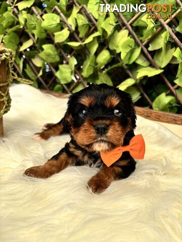 Pure Bred Cavaliar King Charles Spaniel puppies available 