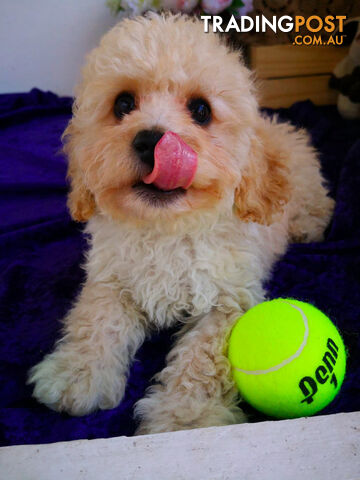 Adorable Cream Cavoodle Puppy!