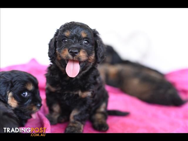 Stunning Black & Tan Cavoodle Puppies