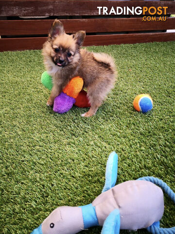 Stunning  Toy POMCHI (Pomeranian x Chihuahua) puppy looking for loving homes - ONE LEFT!