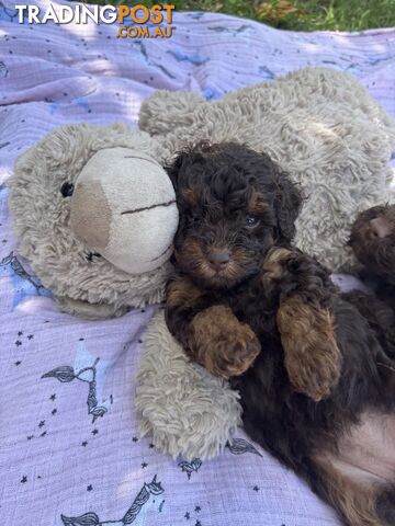 Chocolate and Caramel Toy Cavoodles Adorable Babies