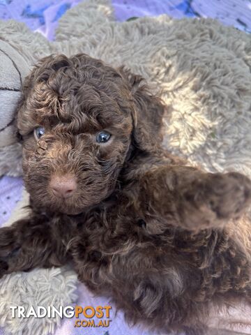Chocolate and Caramel Toy Cavoodles Adorable Babies