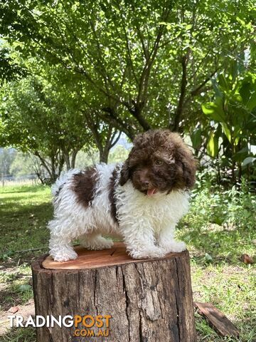 Toy Shoodle Puppies ready now for the Xmas Holidays!