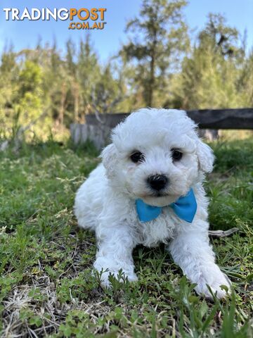 Bichon Frise Puppies 